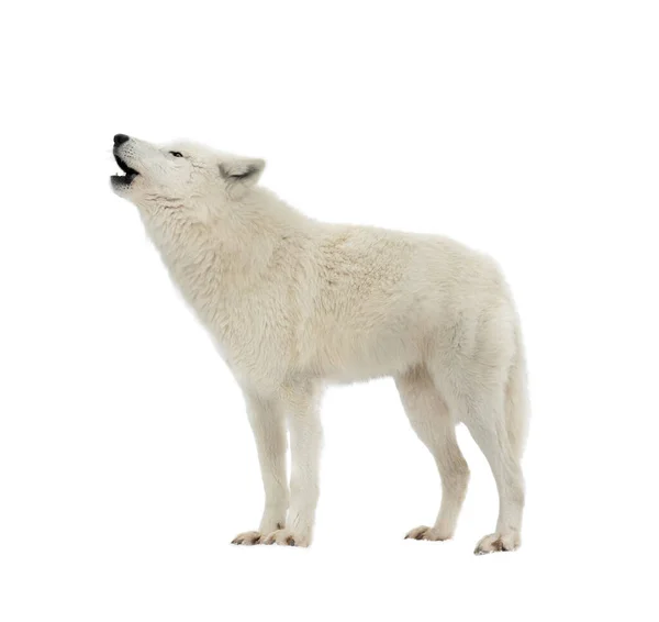 White Arctic Wolf Howling Isolated White Background — Stockfoto