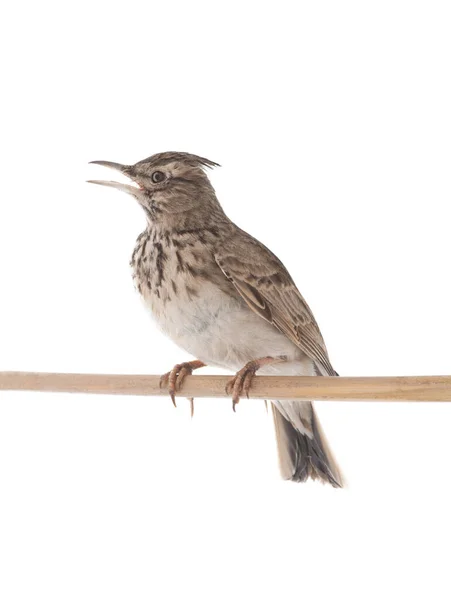 Crested Lark Sits Branch Isolated White Background — Zdjęcie stockowe