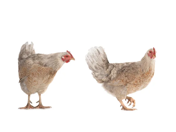 Deux Poulets Bruns Isolés Sur Fond Blanc — Photo