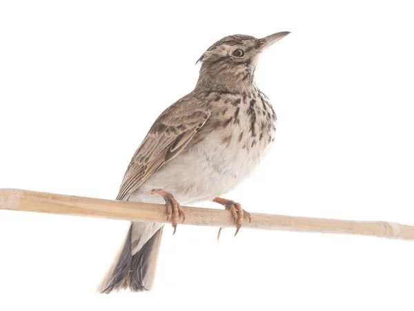 Crested Lark Sits Branch Isolated White Background — Stok fotoğraf