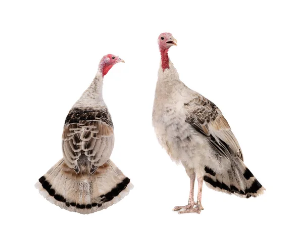 Two Young Gray Female Turkey Beautiful Tail Isolated White Background — Stock Photo, Image