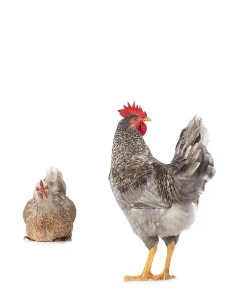 灰色の雄鶏と白の背景に隔離され — ストック写真
