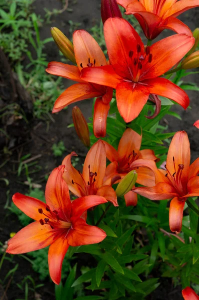 Lelie Bloem Achtergrond Van Tui Boerderij — Stockfoto