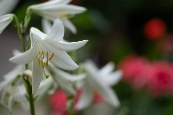 White Lilies Grow Farm — Fotografia de Stock
