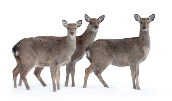白地に雪の中の本物の鹿3頭が — ストック写真