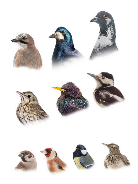 Collage Portraits Popular Urban Birds Isolated White Background — Stockfoto