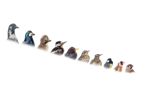 배경에 고립된 인기있는 새들의 콜라주 초상화 — 스톡 사진
