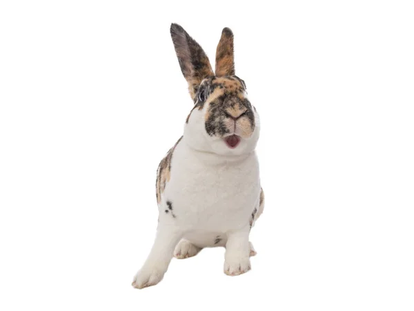 Surprised Beautiful Bunny Isolated White Background — Foto Stock