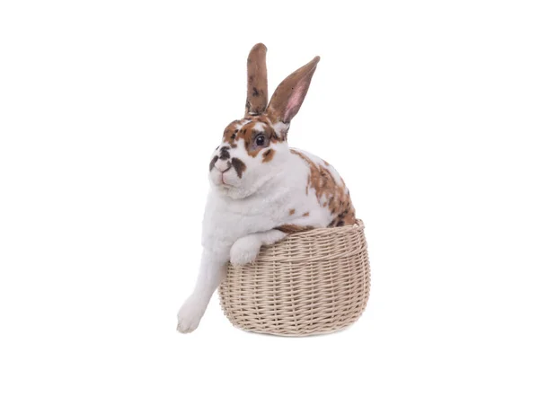 Rabbit Sitting Basket Easter Point Isolated White Background — Fotografia de Stock