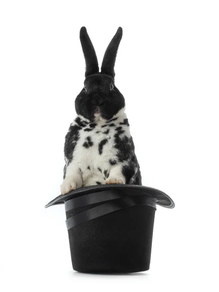 Rabbit Stands Hat Isolated White Background — Stock Photo, Image