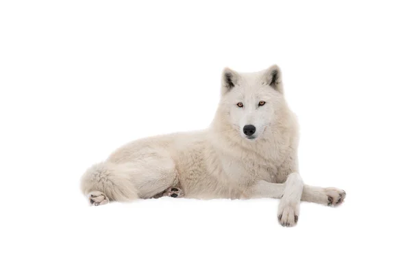 Hermoso Lobo Blanco Yace Nieve Aislado Sobre Fondo Blanco —  Fotos de Stock