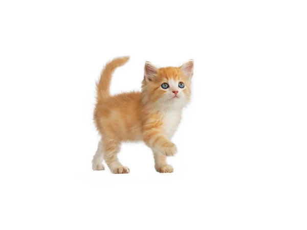 Orange Kitten Walking Isolated White Background — Stock Photo, Image