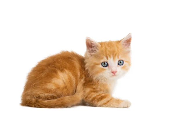 Naranja Gatito Encuentra Aislado Blanco Fondo — Foto de Stock