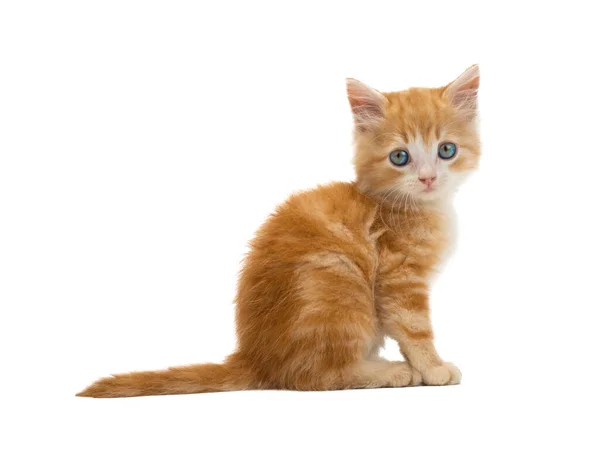 Orange Cat Sitting Isolated White Background — Stock Photo, Image