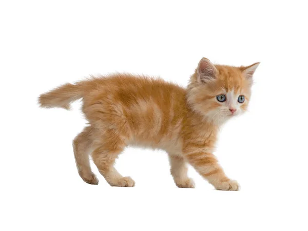 Orange Kitten Walking Isolated White Background — Stock Photo, Image