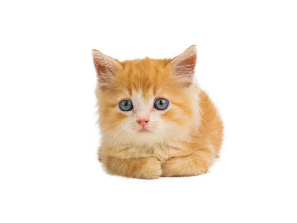 Orange Kitten Lies Isolated White Background — Stock Photo, Image