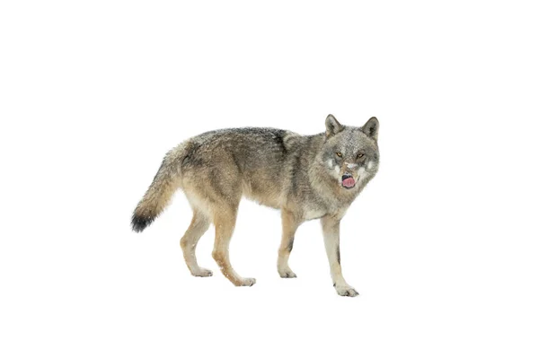 Walking Wolf Isolated White Background — Fotografia de Stock