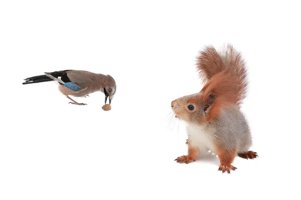 Jay Squirrel Eternal Friends Competitors Enemies Isolated White Background — Zdjęcie stockowe