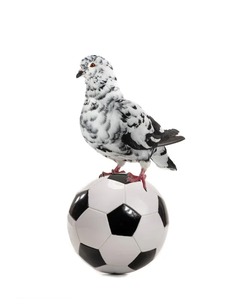 Weiße Taube Sitzt Auf Fußball Isoliert Auf Weißem Hintergrund — Stockfoto