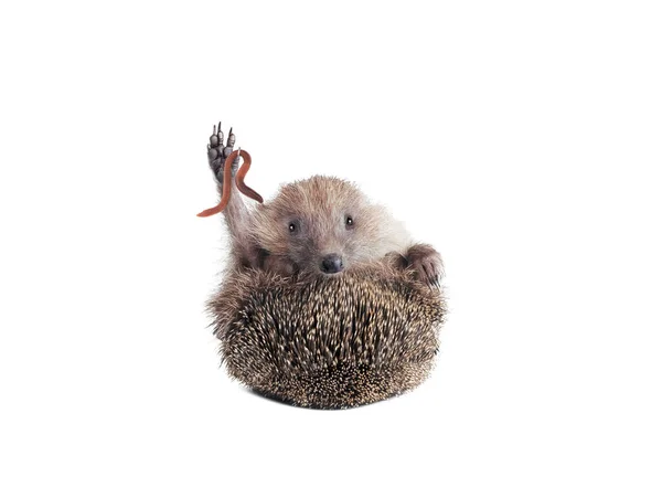 Hedgehog Worm Holding Paw Isolated White Background — Fotografia de Stock