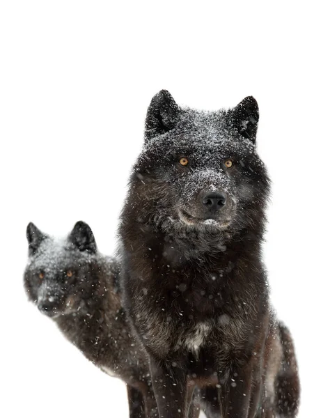 Canadian Black Wolfs Snowfall Isolated White Background — Stock Fotó