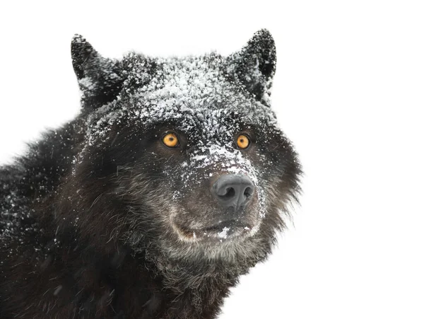 Πορτρέτο Καναδός Μαύρος Λύκος Λευκό Φόντο — Φωτογραφία Αρχείου