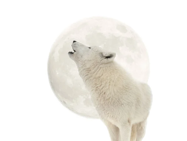 Arktischer Wolf Heult Isoliert Auf Weißem Hintergrund Den Mond — Stockfoto