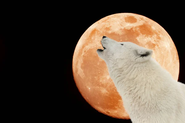 Λύκος Ουρλιάζει Στο Φεγγάρι Στο Φόντο Του Μαύρου Ουρανού — Φωτογραφία Αρχείου