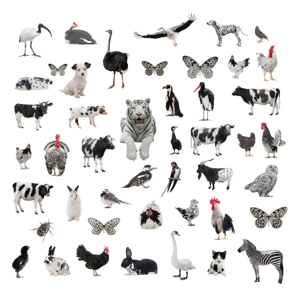 Collage Black White Animals Isolated White Background — Stock Photo, Image