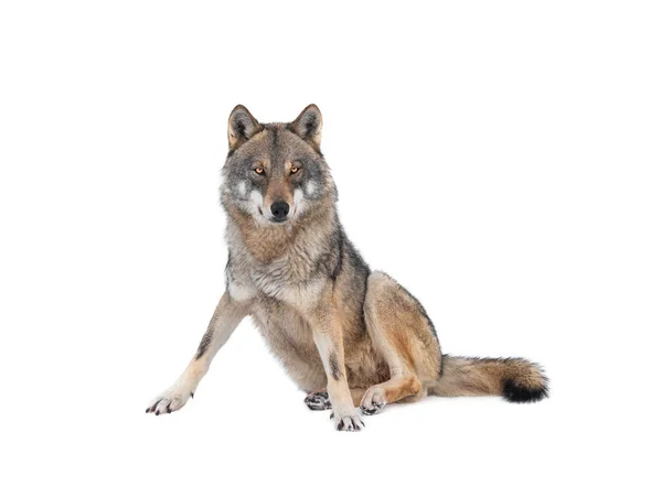 Wolf Sitting Snow Isolated White Background — Stock Fotó