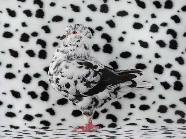 Paloma Colores Dálmatas Sobre Fondo Blanco Negro — Foto de Stock