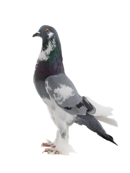 Graceful Pigeon English Pouter Isolated White Background — Fotografia de Stock