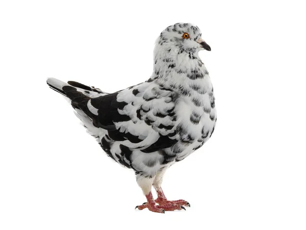Dove Similar Dalmatians Color Scheme Isolated White Background — Stock Fotó