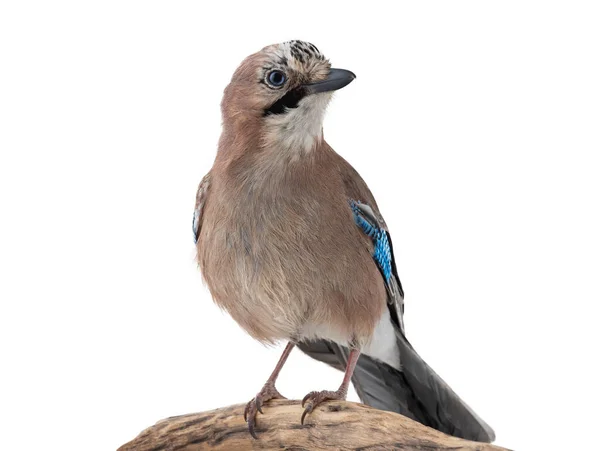 Jay Bird Sitting Tree Branch Isolated White Background Studio Shot — Stockfoto