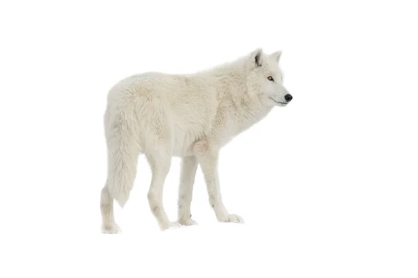 Arctic White Wolf Isolated White Background — Fotografia de Stock