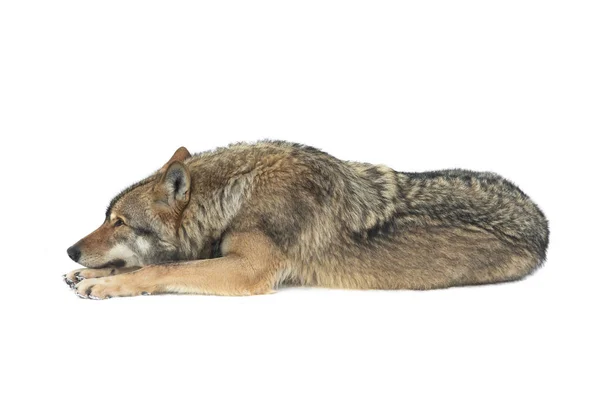 Gray Wolf Lies Snow Isolated White Background — Stock Photo, Image