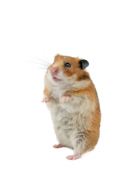 Hamster Stands White Background — Stockfoto
