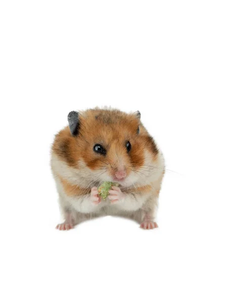 Hamster Eating Food Isolated White Background — Zdjęcie stockowe