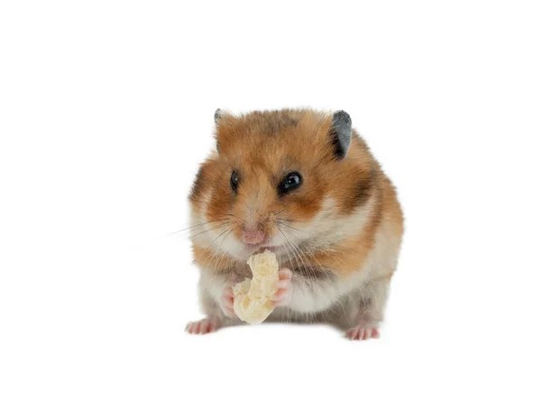 Χάμστερ Τρώει Τρόφιμα Που Απομονώνονται Λευκό Φόντο — Φωτογραφία Αρχείου