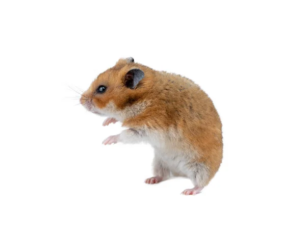 Hamster Stands White Background — Zdjęcie stockowe