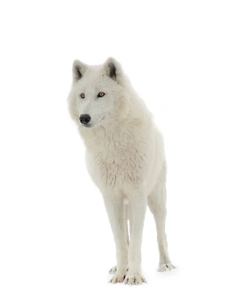 Polární Bílý Vlk Izolovaný Bílém Pozadí — Stock fotografie