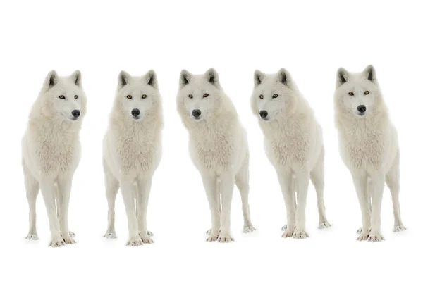 Manada Lobos Polares Canis Lupus Tundrarum Aislados Sobre Fondo Blanco —  Fotos de Stock