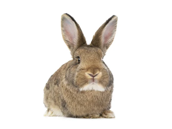 Bruin Konijn Geïsoleerd Witte Achtergrond — Stockfoto