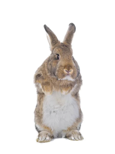 Braunes Kaninchen Isoliert Auf Weißem Hintergrund — Stockfoto