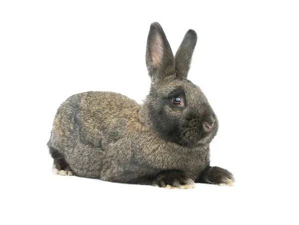 白い背景に隔離された茶色のウサギ — ストック写真