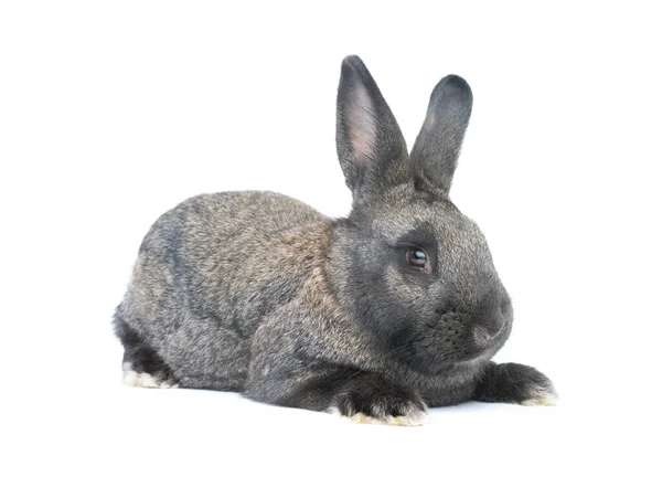 Grå Bunny Isolerad Vit Bakgrund — Stockfoto