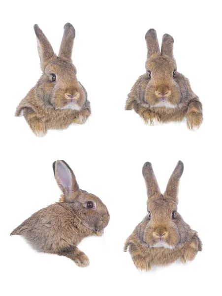 Collage Brown Rabbits Isolated White Background Design — Fotografia de Stock