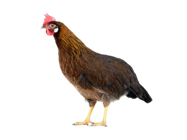 Beyaz Arka Plan Üzerinde Izole Kahverengi Tavuk — Stok fotoğraf