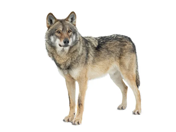 白い背景に隔離された灰色のオオカミ — ストック写真