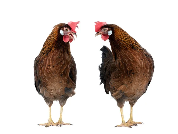 Two Brown Hen Isolated White Background — Zdjęcie stockowe